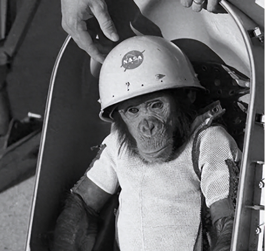 熊导航报道：黑猩猩哈姆：太空探索的勇敢先驱